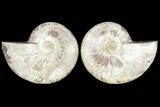 Sliced Ammonite Fossil - Agatized #125025-1